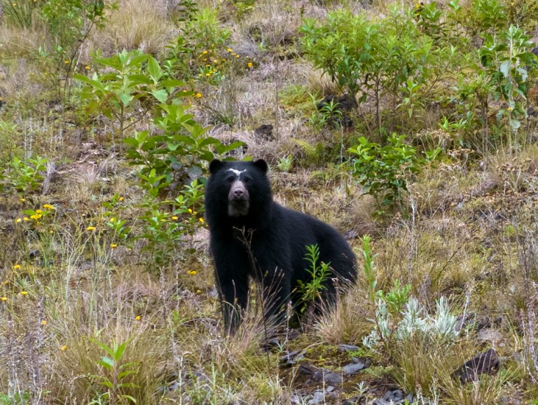 Científicos revelan videos que muestran la vida secreta del oso andino