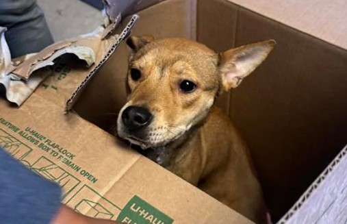 Tangi permanece en un período de retención para animales perdidos, en caso de que alguien reclame su propiedad.