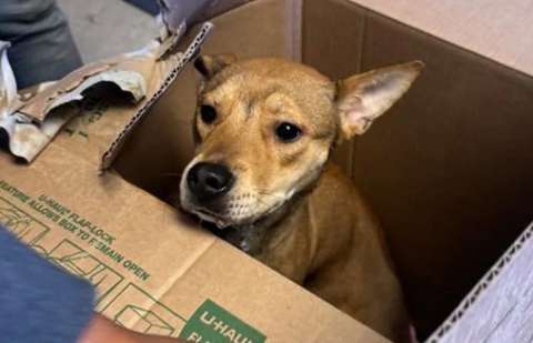 Perrita abandonada en una caja con una nota desesperada conmueve a rescatistas