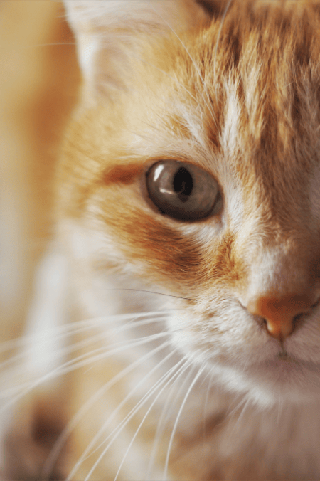 Gatos naranjas: 4 razas que querrás adoptar