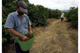 Filtro para la gerencia de la Federacafé