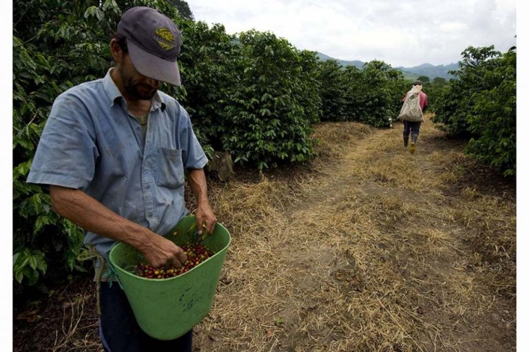 Filtro para la gerencia de la Federacafé