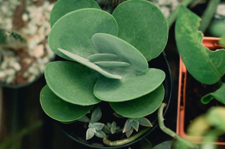 La Kalanchoe thyrsiflora, conocida como planta de paleta, lengua de perro o col del desierto, es una suculenta originaria de Sudáfrica que destaca por sus grandes hojas redondeadas de color verde grisáceo con bordes rojizos. Puede desarrollar un tallo floral de hasta un metro de altura con pequeñas flores cerosas y es apreciada por su valor ornamental y fácil cuidado, ya que requiere mucha luz, poco riego, suelo bien drenado y tolera muy bien ambientes cálidos y secos.