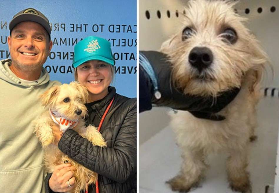 El perro fue llamado Flan durante su estancia en el refugio.