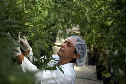 Nueva York aprobaría la marihuana medicinal