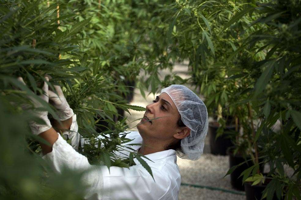 An Israeli woman works on marijuana plants at Tikkun Olam greenhouse, near the northern Israeli city of Safed, on November 1, 2012, where the company grows medical cannabis. Tikkun Olam company has developed unique strains of the drug without psychoactive effects but with improved anti-inflammatory properties. AFP PHOTO/MENAHEM KAHANA