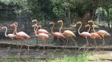Rescatan 14 flamencos rosados que iban a ser usados para consumo humano