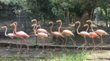Dos flamencos mueren tras chocar con una línea eléctrica en La Guajira