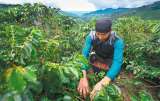 Producción de café en Colombia cayó 10 % en junio de 2022