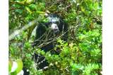 Tras la pista del oso de anteojos