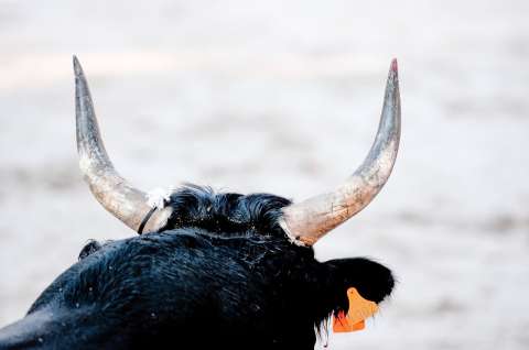 De cómo el toro de lidia controla el dolor en el ruedo