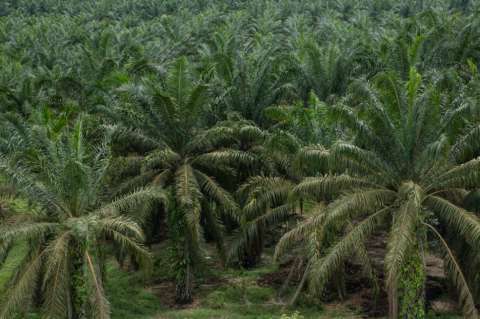 Producción de aceite de palma en Colombia podría aumentar un 20%