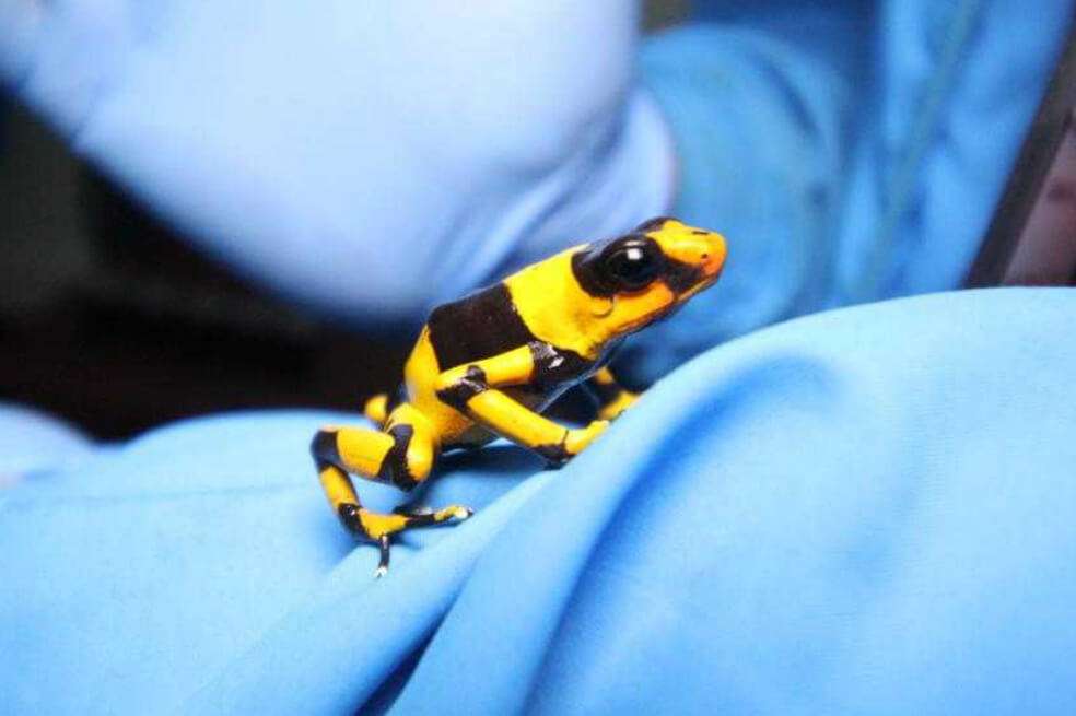 424 ranas fueron rescatadas / Secretaría de Ambiente