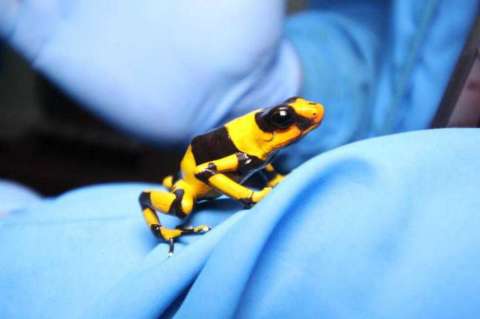 Un hombre que trasportaba 424 ranas venenosas fue capturado en Bogotá
