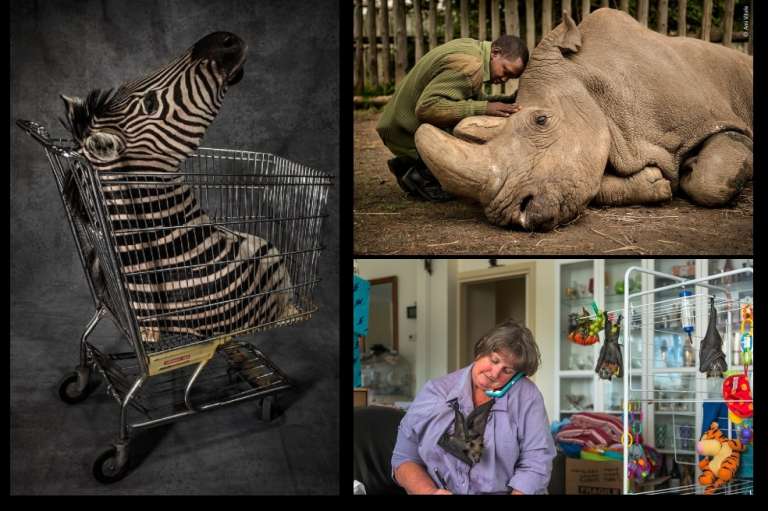 Esta edición del Fotógrafo de vida silvestre 2020 contó con más de 50.000 participantes.