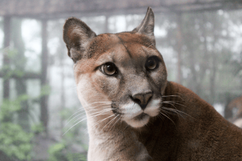 Vecinos encuentran a un puma durmiendo en su jardín: piensan que es un gato