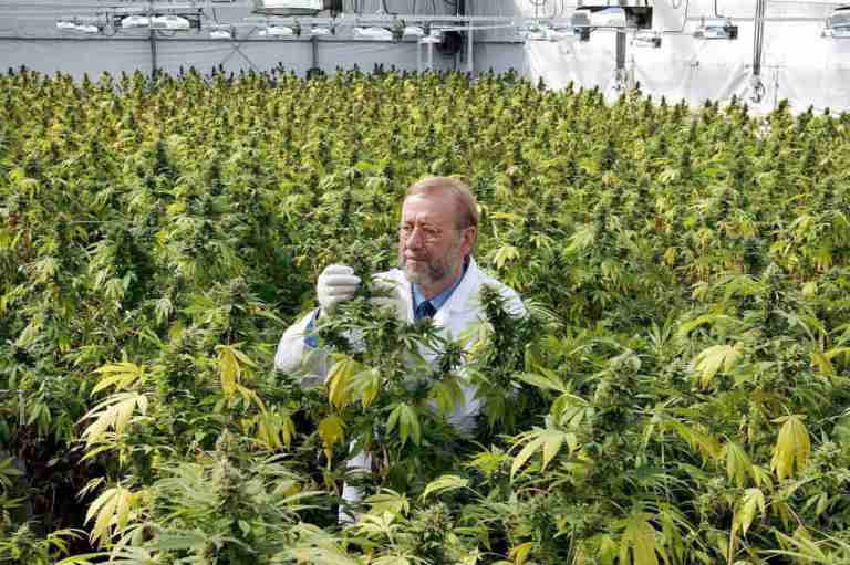 ¿La marihuana puede salvar esta ciudad maorí en Nueva Zelanda?
