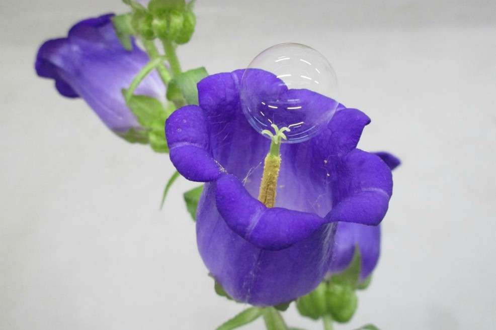 Polinización de una Campanula persicifolia usando la técnica de burbujas de jabón.
