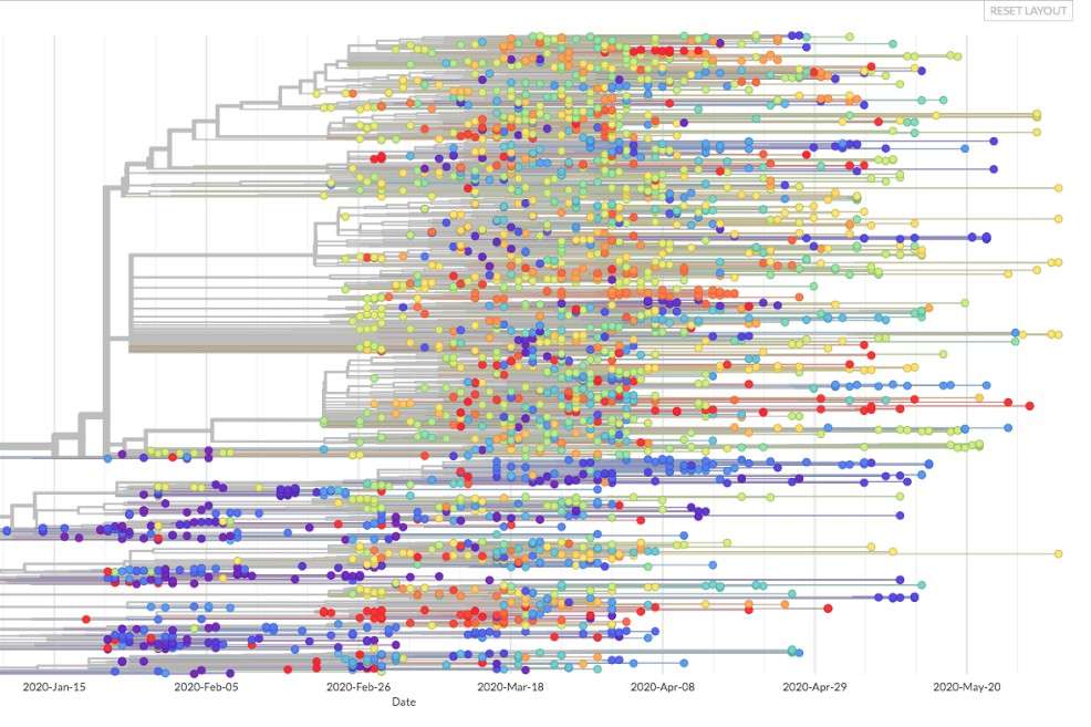 Mapa de los 2647 genomas del coronavirus secuenciados por científicos hasta ahora y publicados en GISAID.
