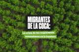 Migrantes de la coca: la crisis de los raspachines venezolanos en la frontera