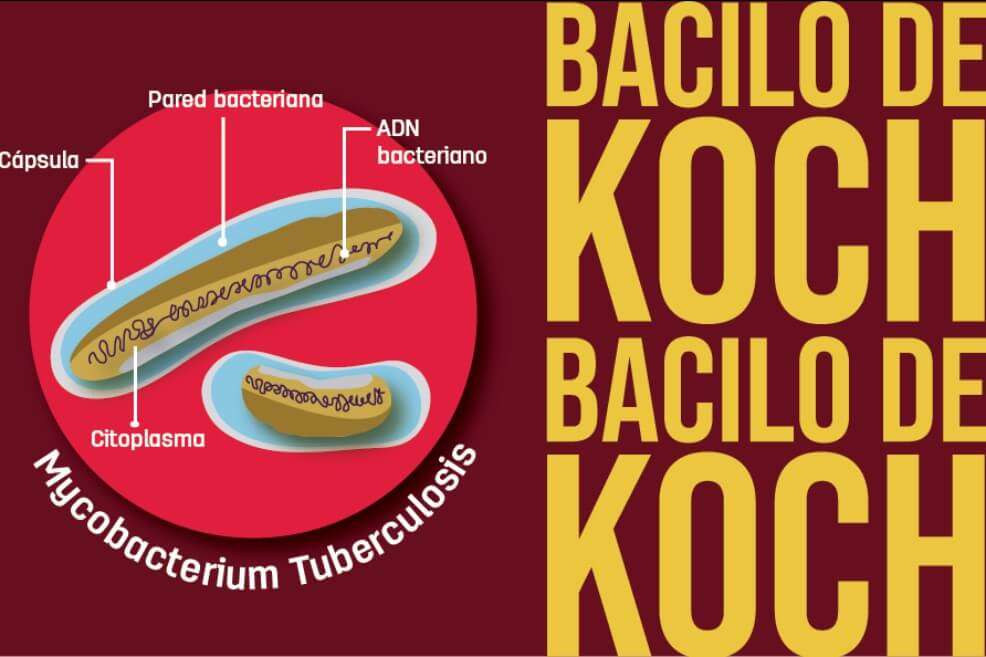 Ilustración del bacilo de Koch, causante de la tuberculosis.
