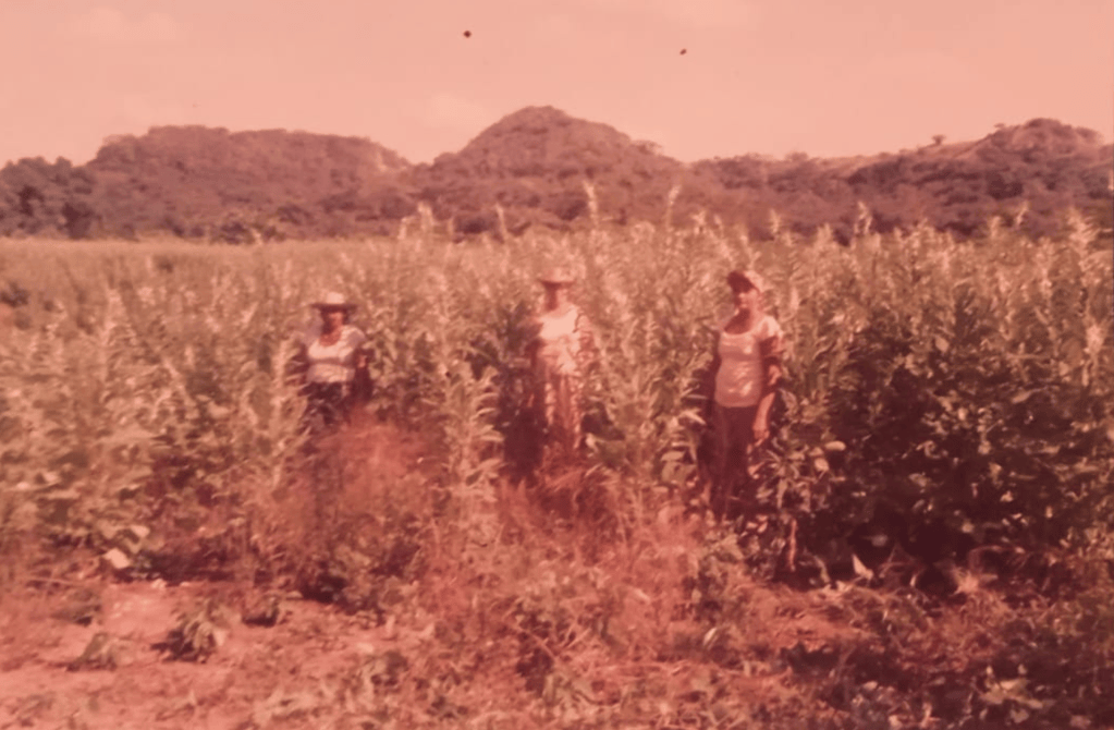 Las mujeres de El Salado tradicionalmente se han dedicado a la agricultura y quieren fortalecer sus economías con la siembra de ajonjolí, flor de jamaica, patilla, melón y otros cultivos.