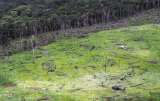 En Colombia empresas estarían comprando “bonos de carbono” que exageran resultados