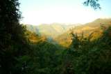 Los árboles de Hidrosogamoso