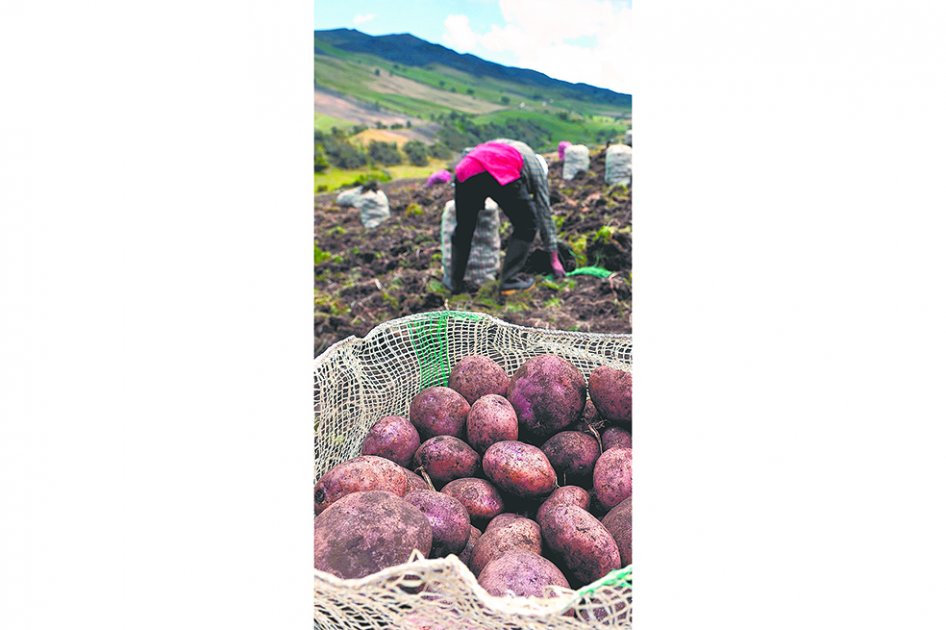 42,3 millones de hectáreas son usadas para actividad agrícola. / David Campuzano