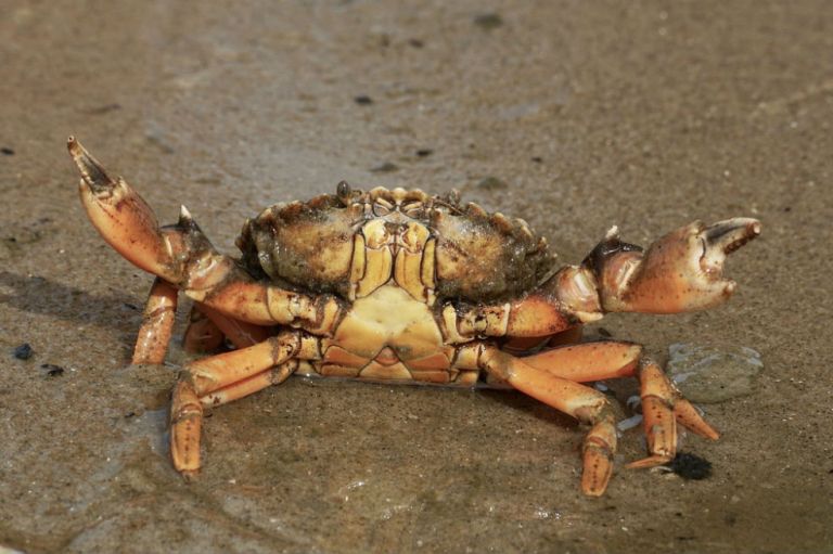 La especie de cangrejo mutante que “se clona a sí misma” tendría respuestas sobre el cáncer
