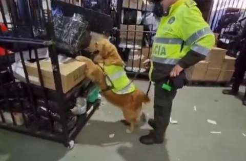 Luna, la perrita que encontró 19 kilos de droga ocultos en café en el Dorado