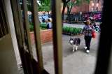 Regulación de mascotas en conjuntos: ¿qué pueden imponer las administraciones?