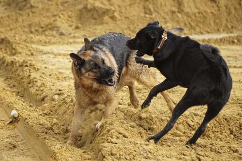 ¿Qué hacer cuando dos perros se pelean?