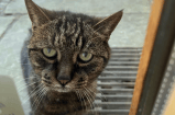 ¿Qué sienten los gatos cuándo son abandonados?