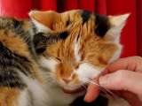 ¿Cómo saber si soy la persona favorita de mi gato?