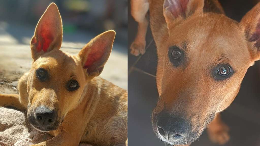 Pablo, el perrito que fue rechazado cinco veces por amar demasiado.