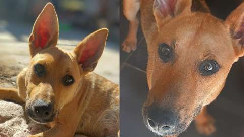 Pablo, el perrito que fue rechazado cinco veces por amar demasiado