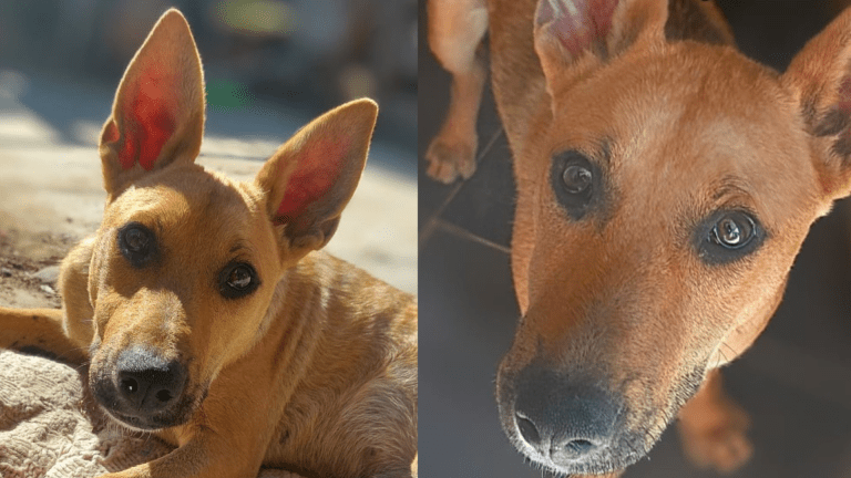 Pablo, el perrito que fue rechazado cinco veces por amar demasiado