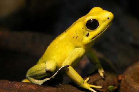 Colombia necesita US$4,8 billones para conservar su biodiversidad a 2030