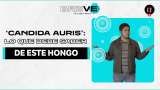 ‘Candida auris’: el hongo que inquieta al mundo fue encontrado cerca a Bogotá