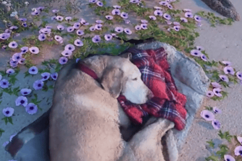 Joven utiliza inteligencia artificial para “recrear” a su perrita muerta