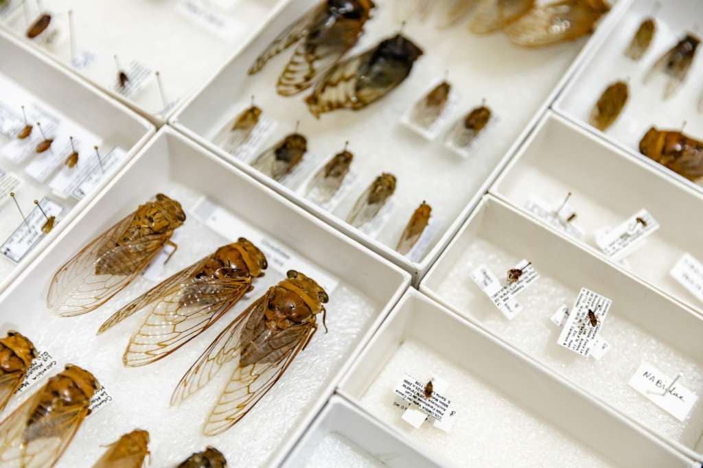 Las Colecciones Biológicas del Instituto Humboldt tienen más de 2.5 millones de especímenes.