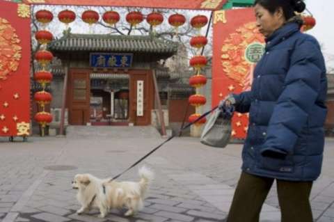 Para evitar ataques y contagios de rabia, una ciudad China prohibió pasear perros de día