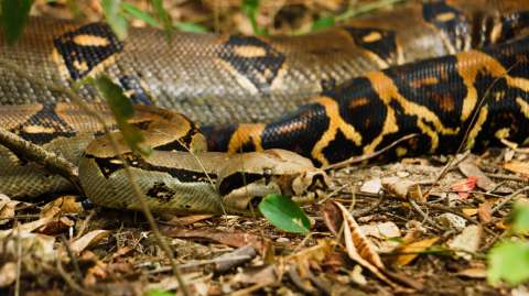 CAR rescató a cuatro boas constrictoras en los municipios de La Mesa y Anapoima