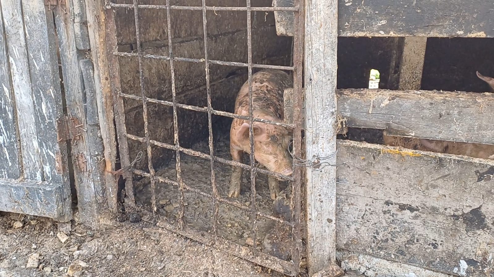La CAR dispuso medida preventiva al criadero ubicado en zona rural de Soacha por el mal manejo de los lixiviados provenientes de la actividad de crianza de animales de granja.