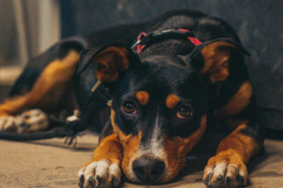 Necesidades de perro