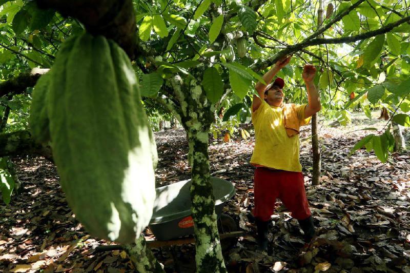 Asocazul sembró 725 hectáreas de árboles de cacao, pero la Policía luego las asperjó con glifosato. / EFE