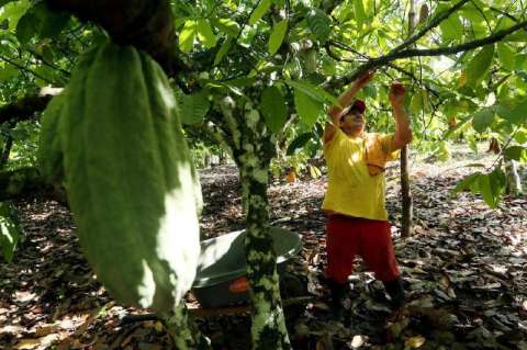Campesinos que cambiaron la coca por cacao y los fumigaron con glifosato, buscan reparación