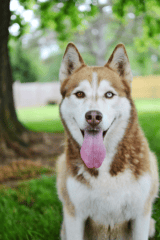 ¿Cómo saber si un husky siberiano es de raza pura?