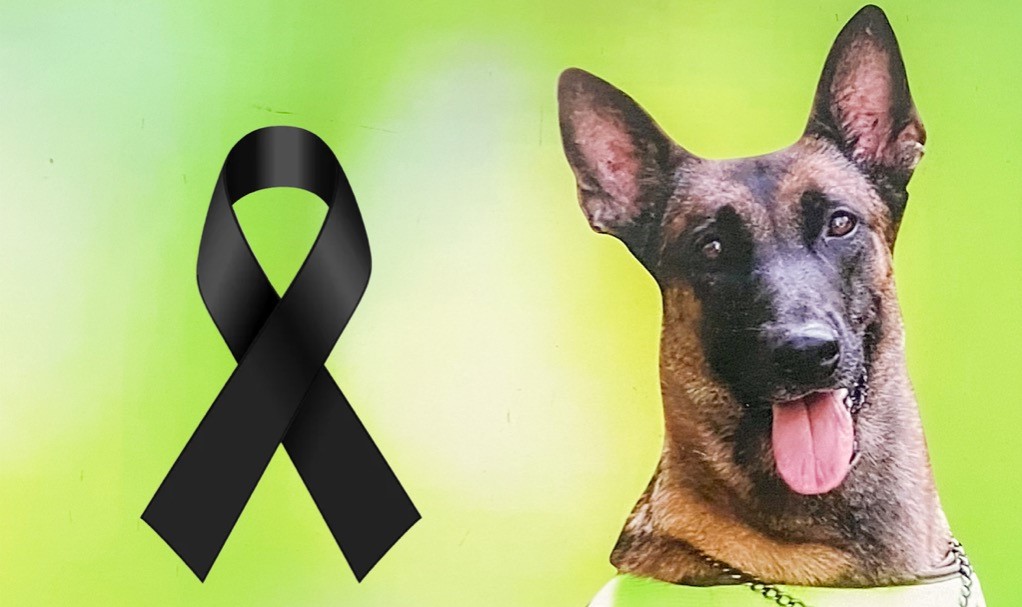 Jelly, canina antiexplosivos que murió en el paro armado del Eln este 23 de febrero.